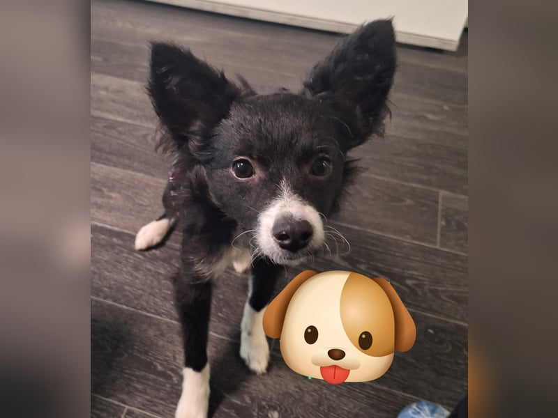 Lory sucht ihr für immer Zuhause