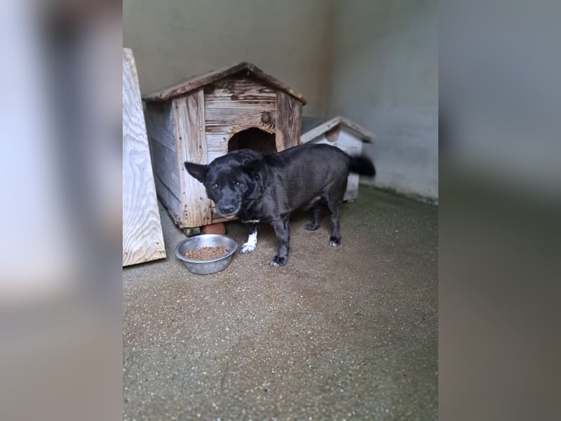 Sergiolino sucht sein Glück