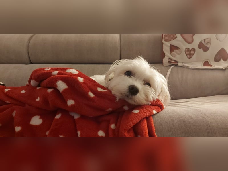 Fiocco sucht seine Seelenmenschen