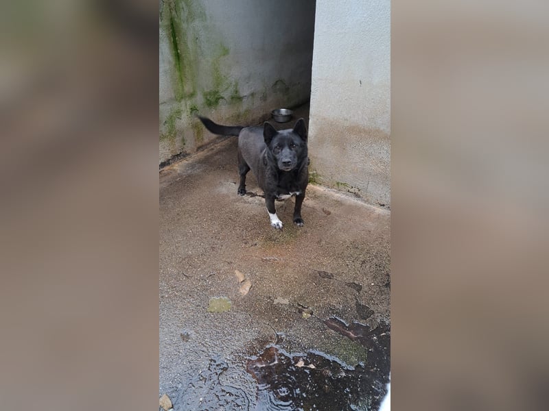 Sergiolino sucht sein Glück