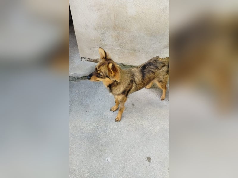 Lola sucht ihr für immer Zuhause