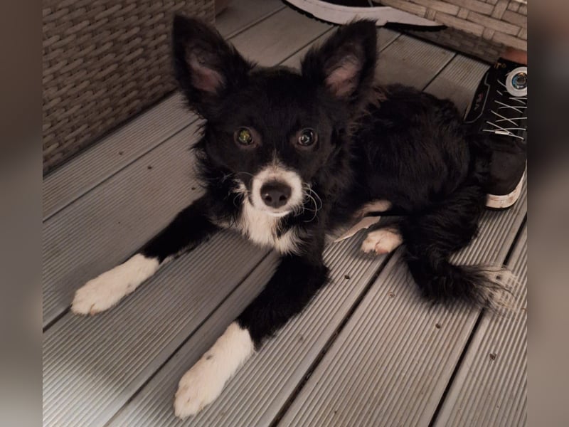 Lory sucht ihr für immer Zuhause