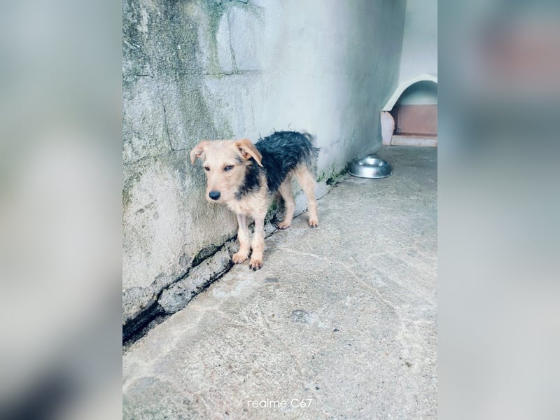 Gino sucht liebebvolles Zuhause