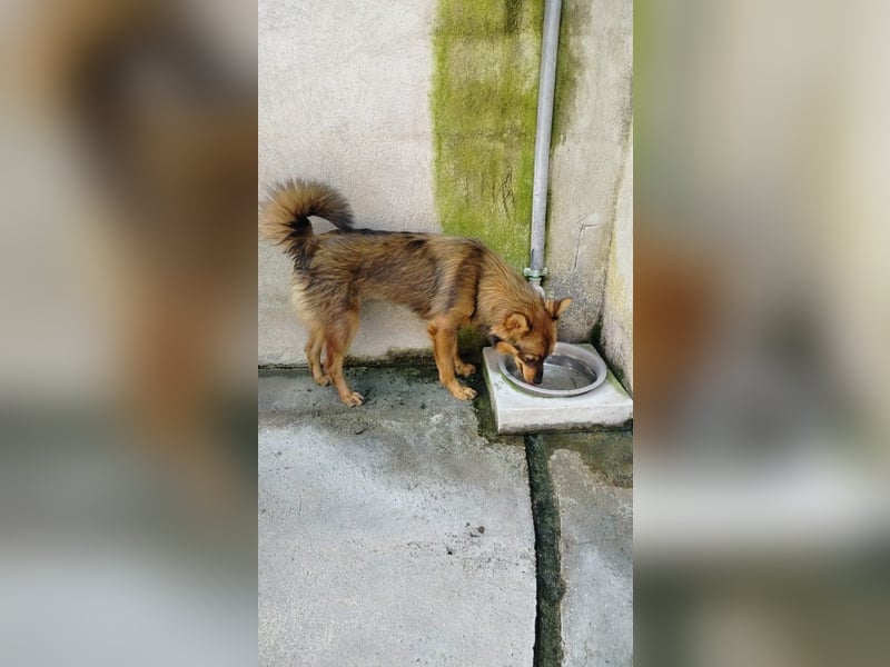 Lola sucht ihr für immer Zuhause