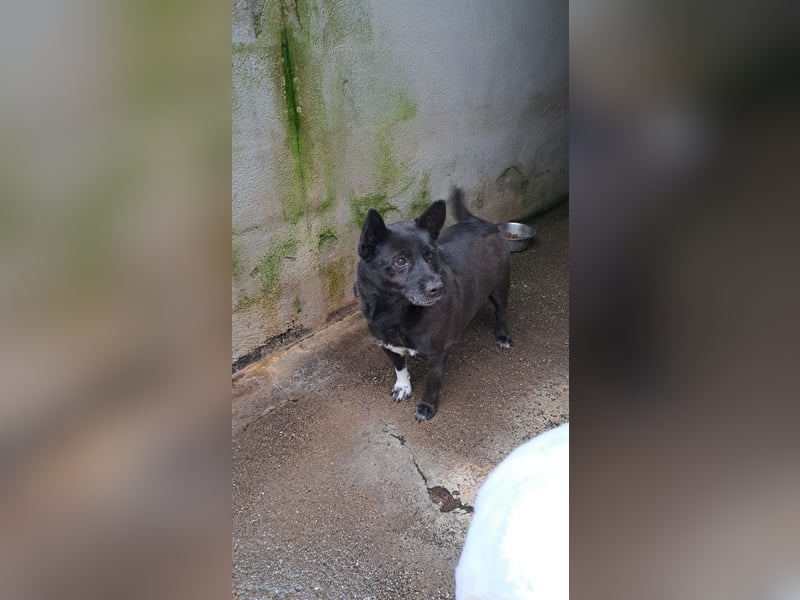 Sergiolino sucht sein Glück