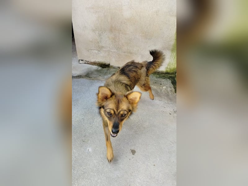 Lola sucht ihr für immer Zuhause