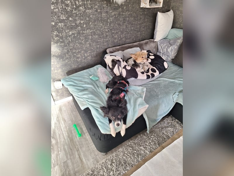 Lory sucht ihr für immer Zuhause