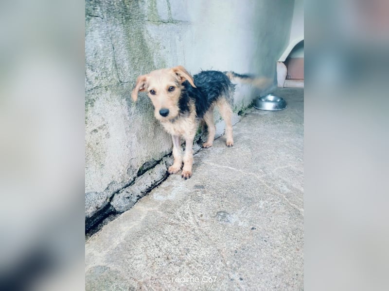 Gino sucht liebebvolles Zuhause