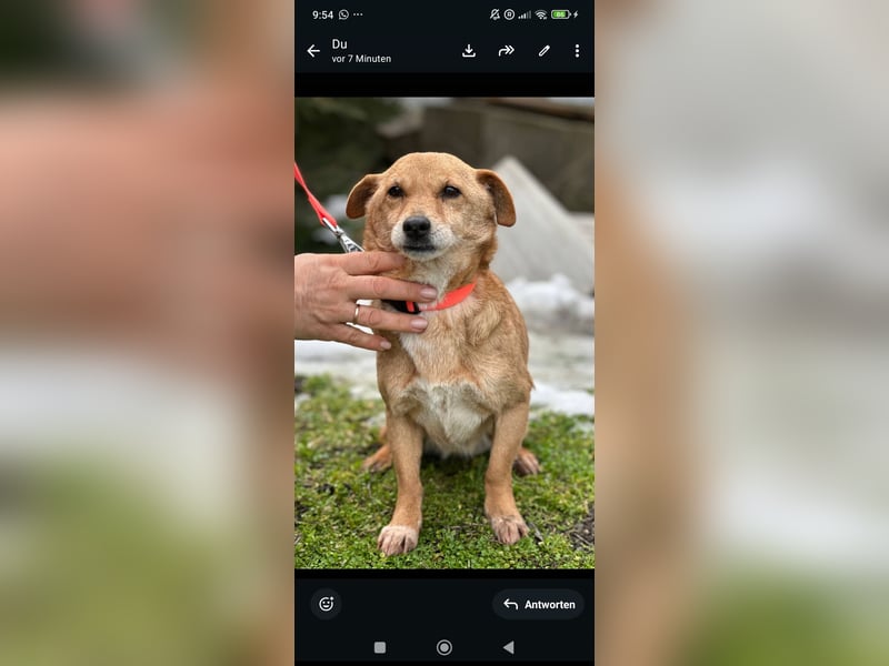 Luna sucht ihr Für -immer -Zuhause ❤️❤️❤️