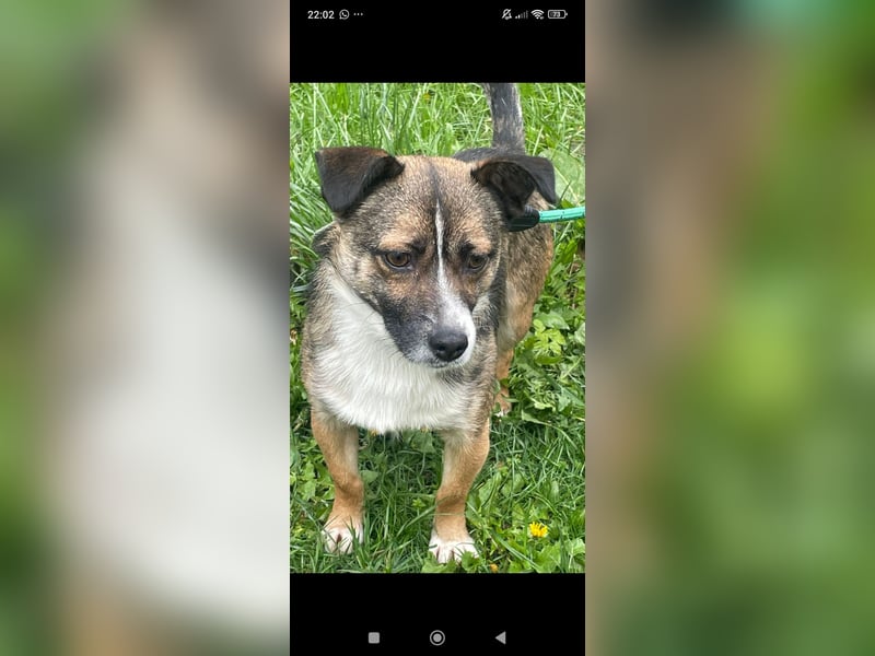 Max  sucht sein  Für -immer -Zuhause ❤️