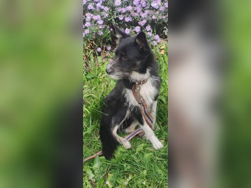 Kleiner Terrier Rem sucht liebevolle Familie