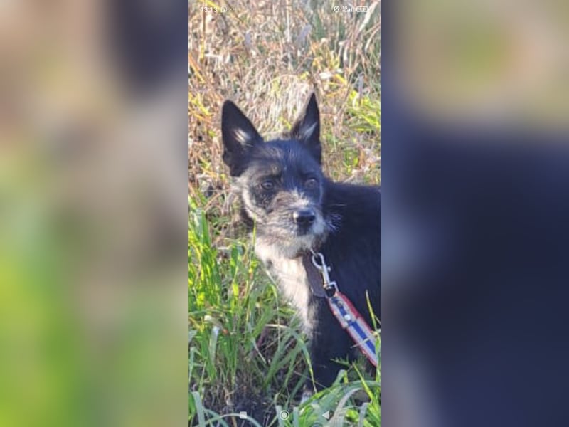 Kleiner Terrier Rem sucht liebevolle Familie