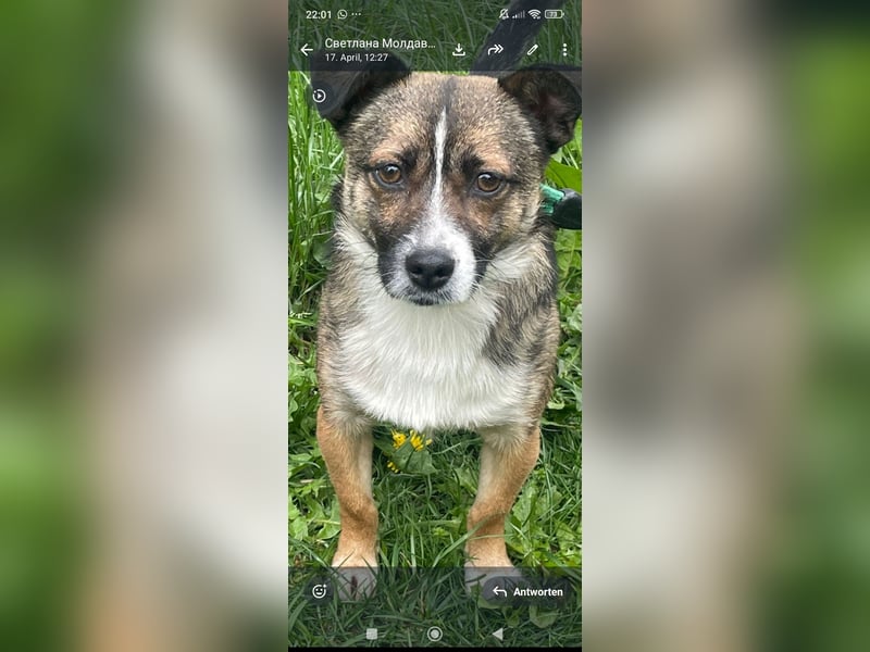 Max  sucht sein  Für -immer -Zuhause ❤️