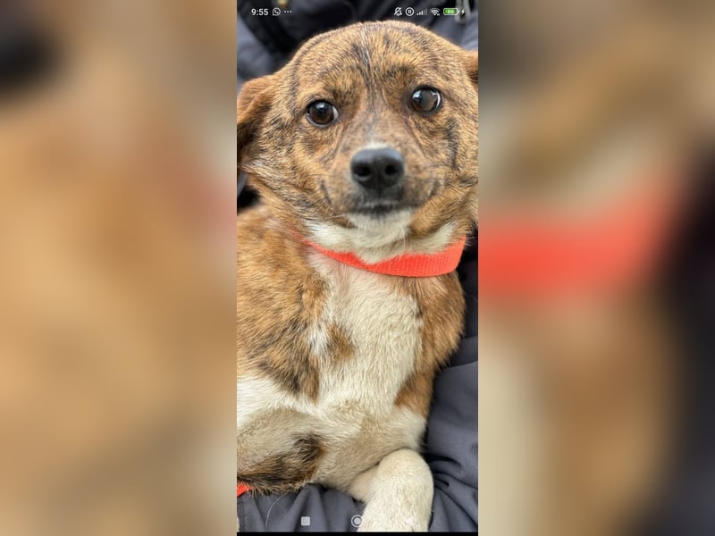 Luna sucht ihr Für -immer -Zuhause ❤️❤️❤️