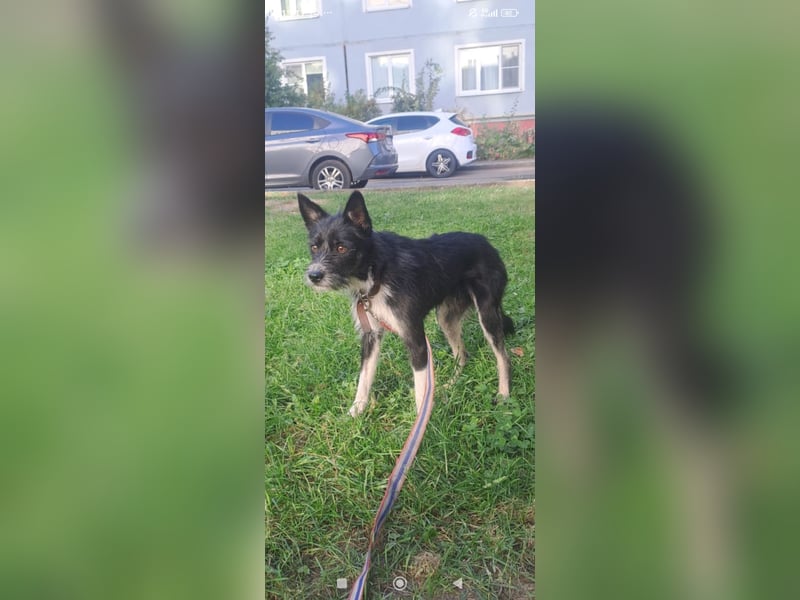 Kleiner Terrier Rem sucht liebevolle Familie