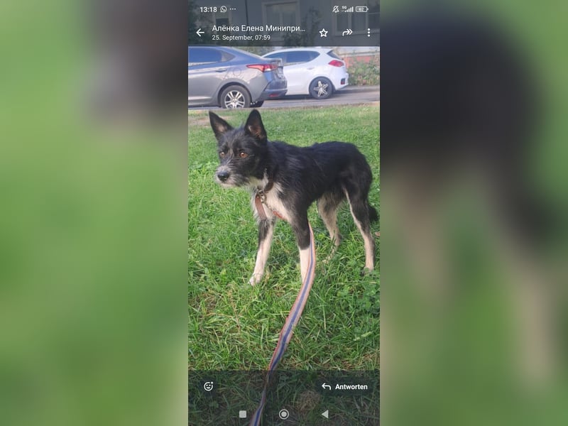 Kleiner Terrier Rem sucht liebevolle Familie