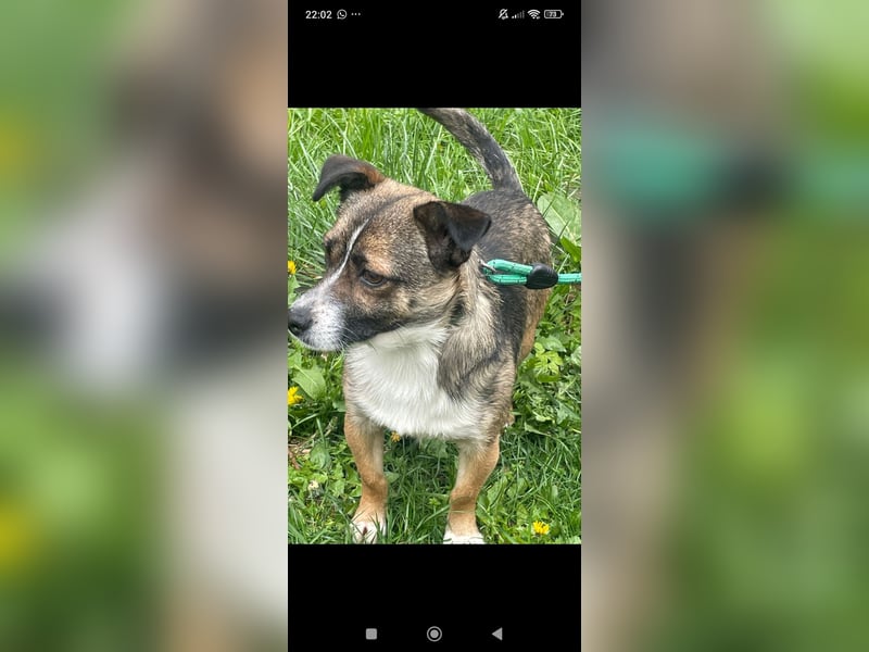 Max  sucht sein  Für -immer -Zuhause ❤️