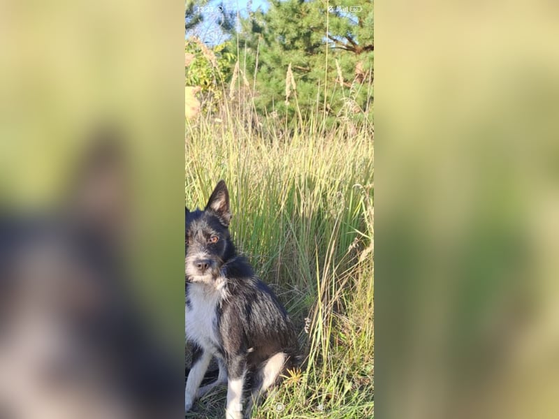 Kleiner Terrier Rem sucht liebevolle Familie