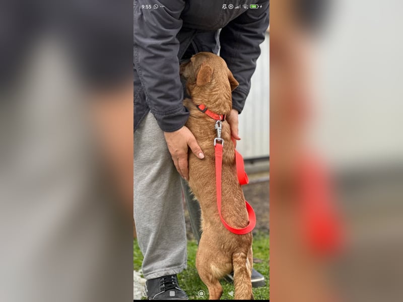 Luna sucht ihr Für -immer -Zuhause ❤️❤️❤️