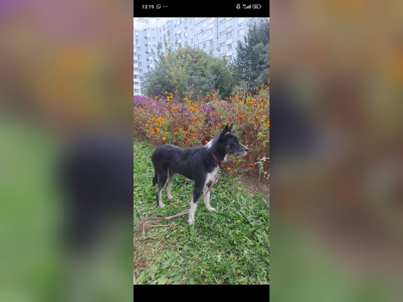 Kleiner Terrier Rem sucht liebevolle Familie