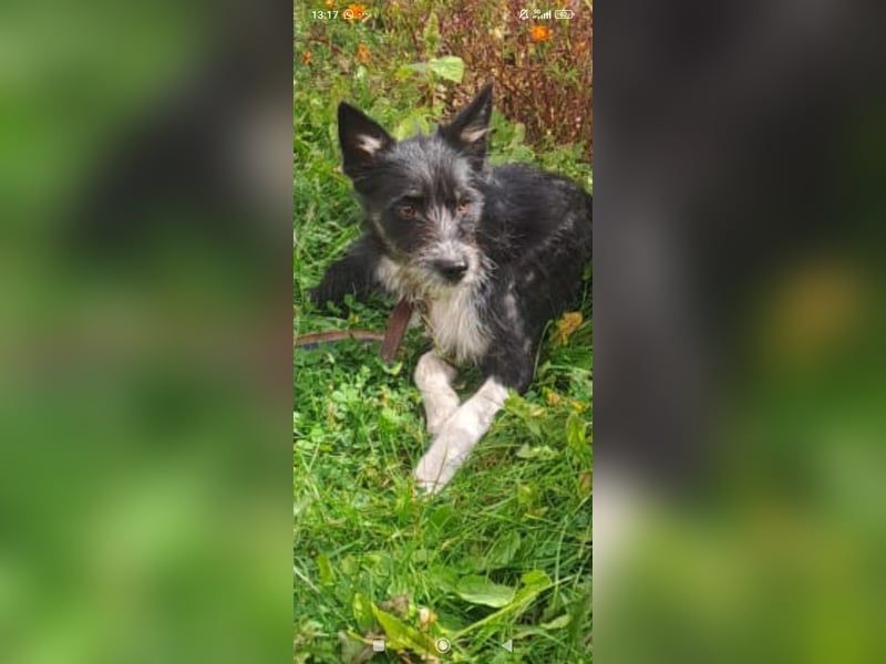 Kleiner Terrier Rem sucht liebevolle Familie