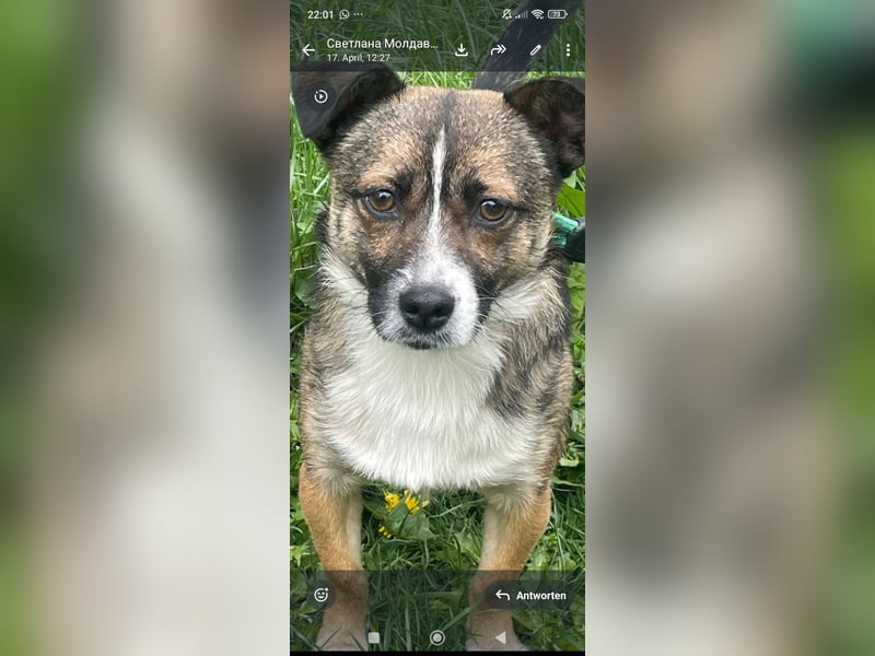 Max  sucht sein  Für -immer -Zuhause ❤️