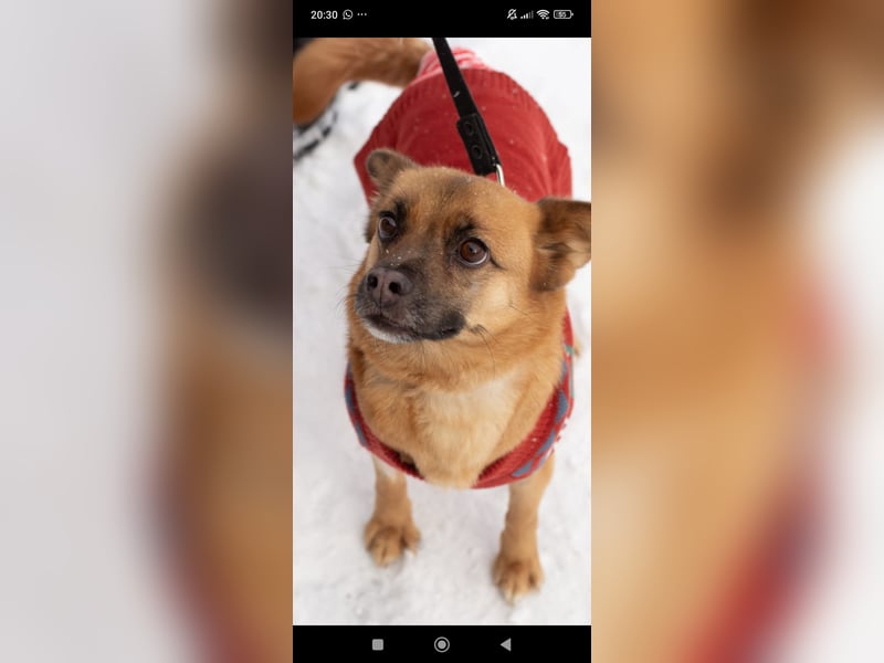 Tossi sucht ihr Für -immer -Zuhause ❤️❤️❤️❤️