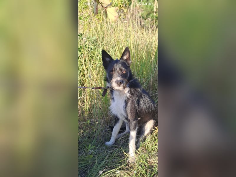 Kleiner Terrier Rem sucht liebevolle Familie