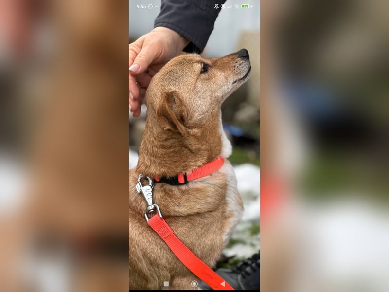 Luna sucht ihr Für -immer -Zuhause ❤️❤️❤️