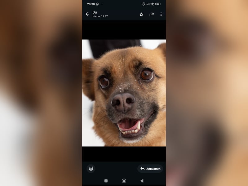 Tossi sucht ihr Für -immer -Zuhause ❤️❤️❤️❤️