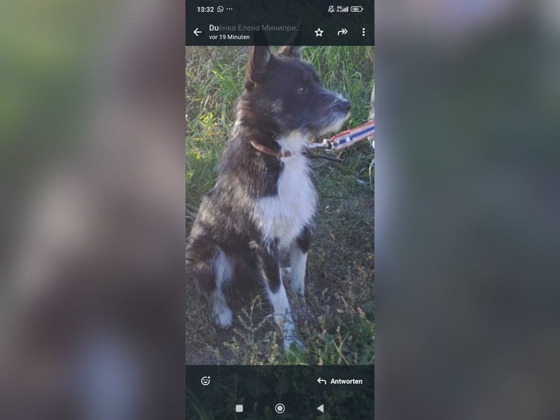 Kleiner Terrier Rem sucht liebevolle Familie