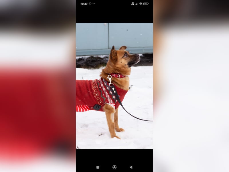 Tossi sucht ihr Für -immer -Zuhause ❤️❤️❤️❤️