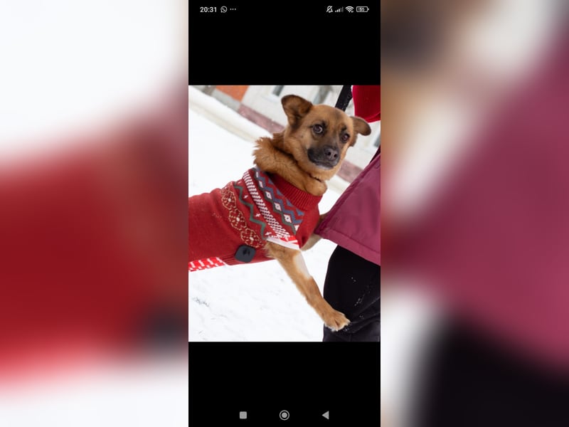 Tossi sucht ihr Für -immer -Zuhause ❤️❤️❤️❤️