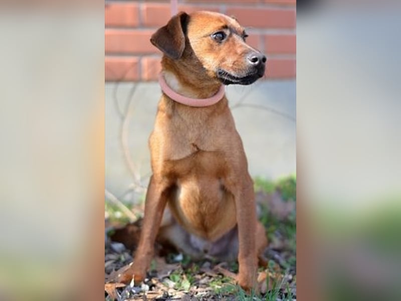 Freundlicher und witziger Pinschermischling Willi sucht ein liebes Zuhause