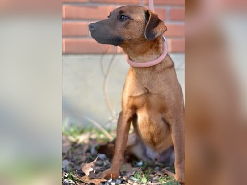 Freundlicher und witziger Pinschermischling Willi sucht ein liebes Zuhause