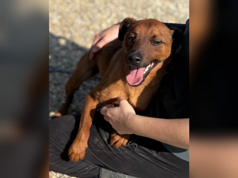 Freundlicher und witziger Pinschermischling Willi sucht ein liebes Zuhause