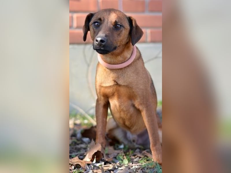 Freundlicher und witziger Pinschermischling Willi sucht ein liebes Zuhause