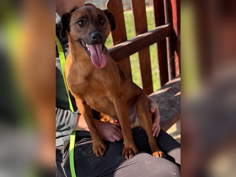 Freundlicher und witziger Pinschermischling Willi sucht ein liebes Zuhause