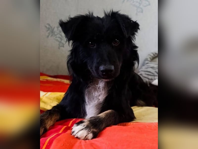  Darf ich vorstellen? Das ist Miki!   Miki ist ein bezauberndes Hundemädchen, etwa 1 Jare alt,