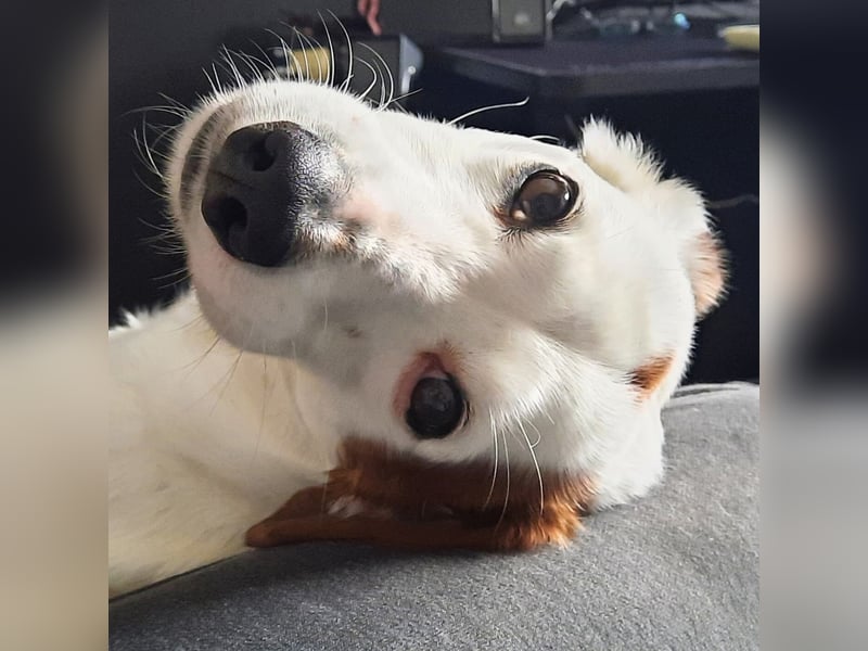 Bimas - ruhig&neugierig