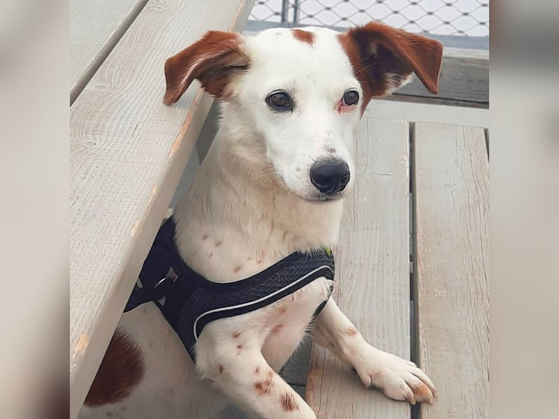 Bimas - ruhig&neugierig