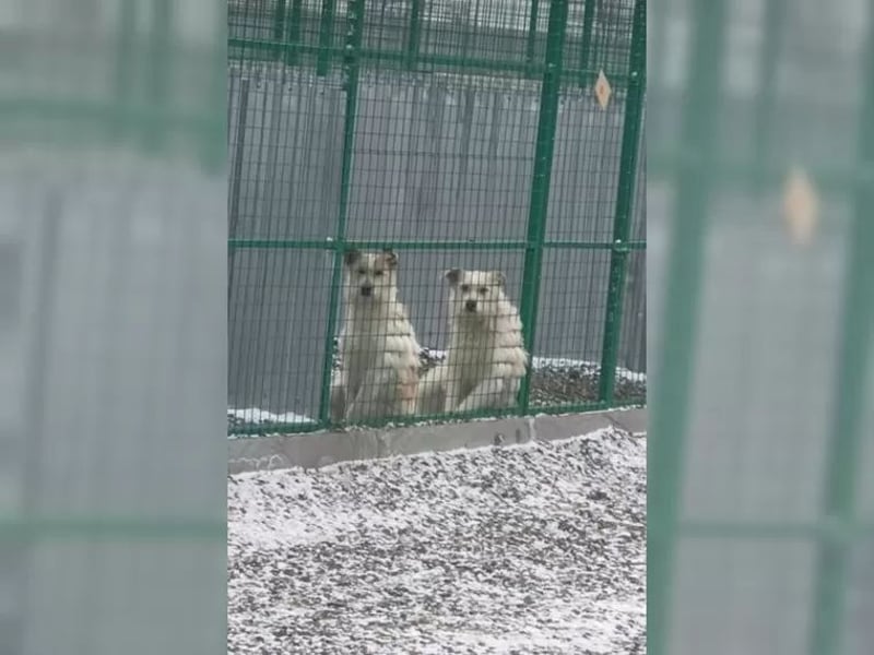Coco und Cora-zwei Herzen, eine Seele