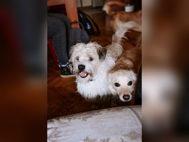 Lieber Beni sucht seine Familie