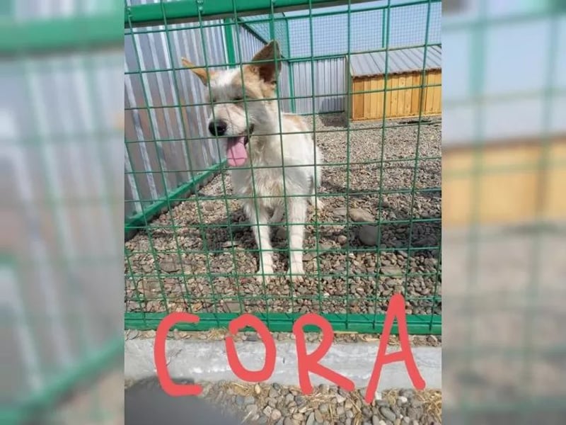 Coco und Cora-zwei Herzen, eine Seele