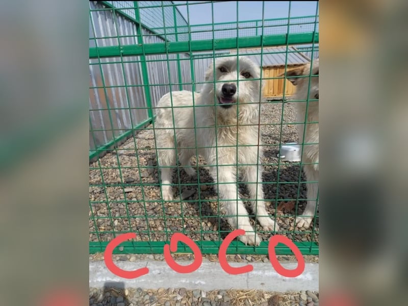 Coco und Cora-zwei Herzen, eine Seele