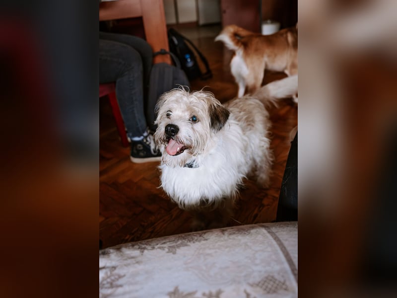 Lieber Beni sucht seine Familie