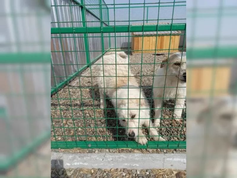 Coco und Cora-zwei Herzen, eine Seele