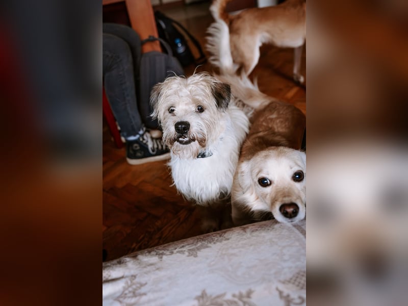 Lieber Beni sucht seine Familie