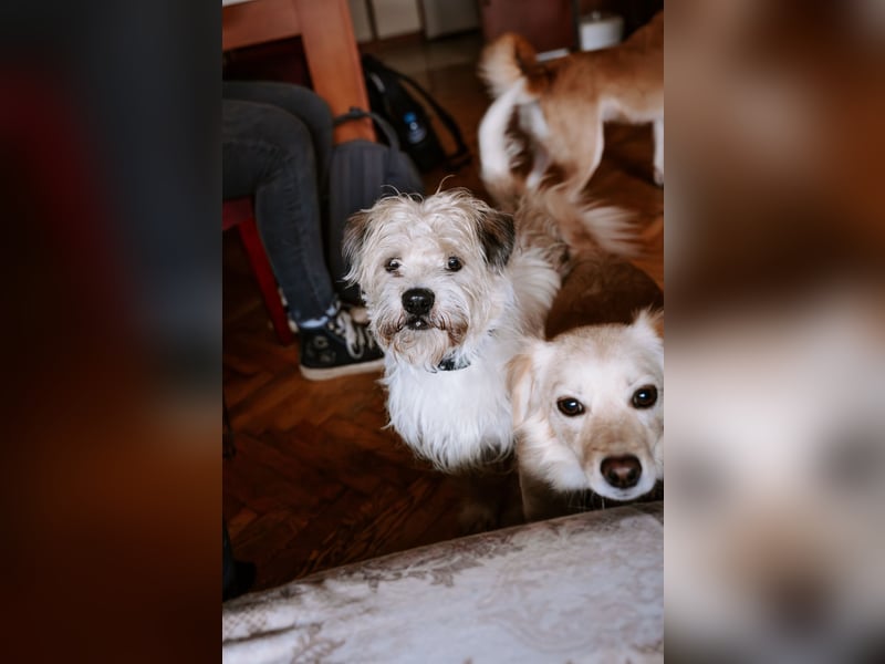 Lieber Beni sucht seine Familie