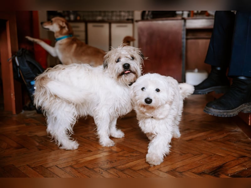 Lieber Beni sucht seine Familie